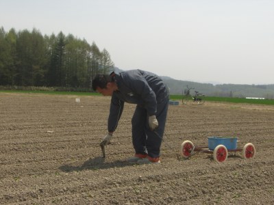 かぼちゃ定植