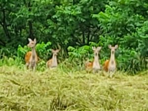 有害鳥獣の駆除を行っています 