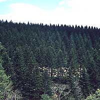 町の木 エゾマツの写真