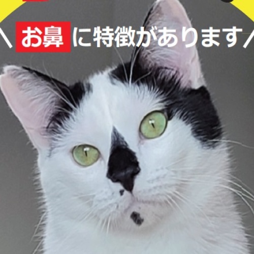猫の写真