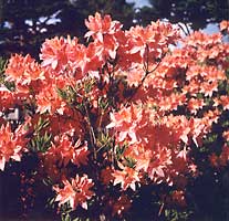 町の花 ツツジの写真