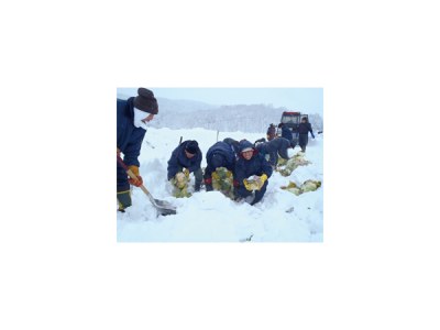 雪中キャベツ堀体験（美深町）